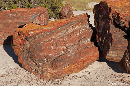 Petrified Forest National Park